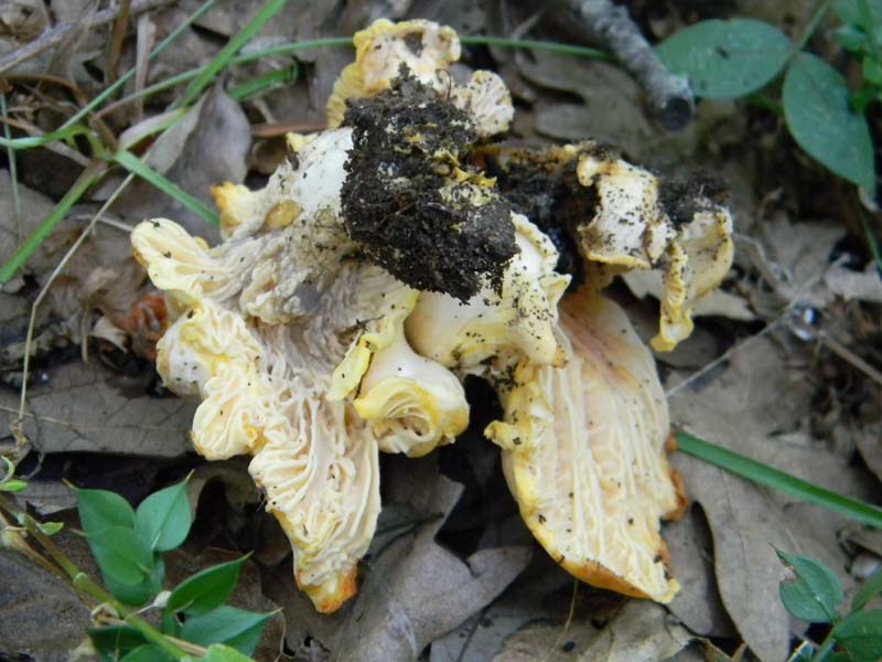 Ritrovamenti del 10.06.2011.sotto Quercia