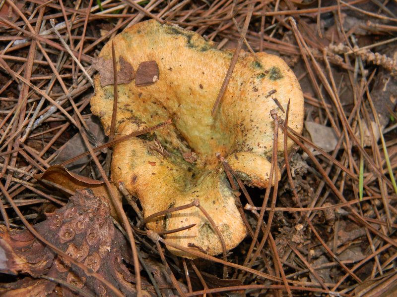 3) Fotografati il 16 12.2011.sotto Leccio e Pino marino