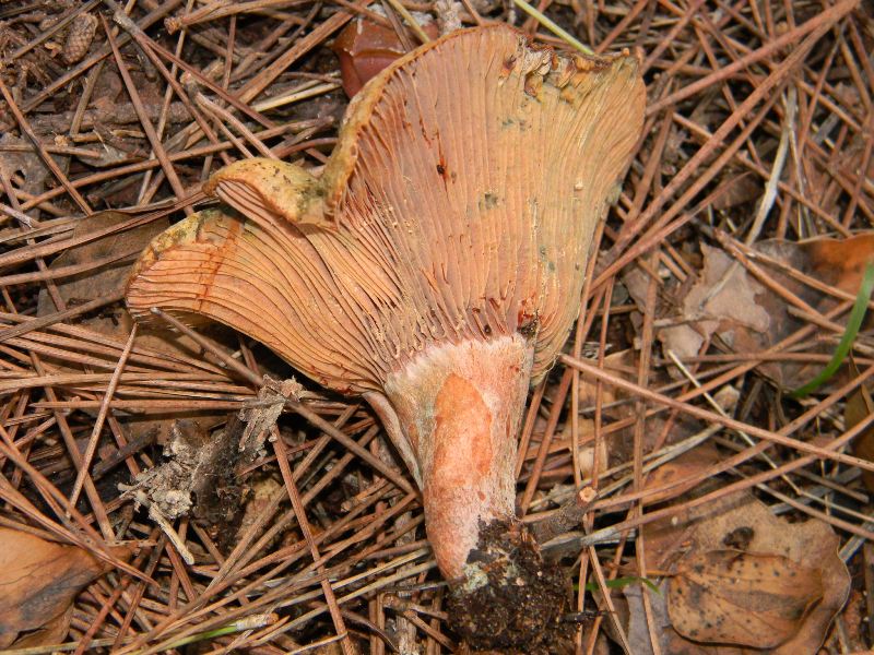 3) Fotografati il 16 12.2011.sotto Leccio e Pino marino