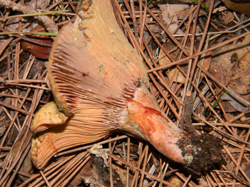 3) Fotografati il 16 12.2011.sotto Leccio e Pino marino