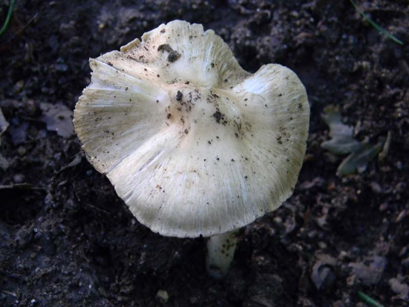 Ritrovamenti del 10.06.2011.sotto Quercia