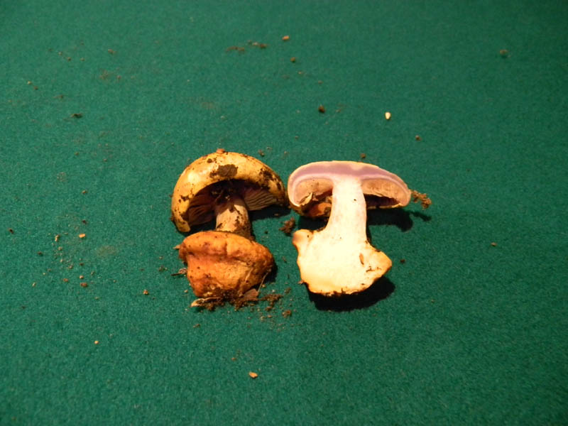 Cortinarius fotog. il 30.11.2010.