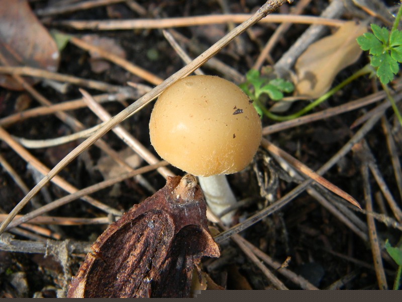 4) Fotografati il 16.12.2011. sotto Leccio e Pino marino