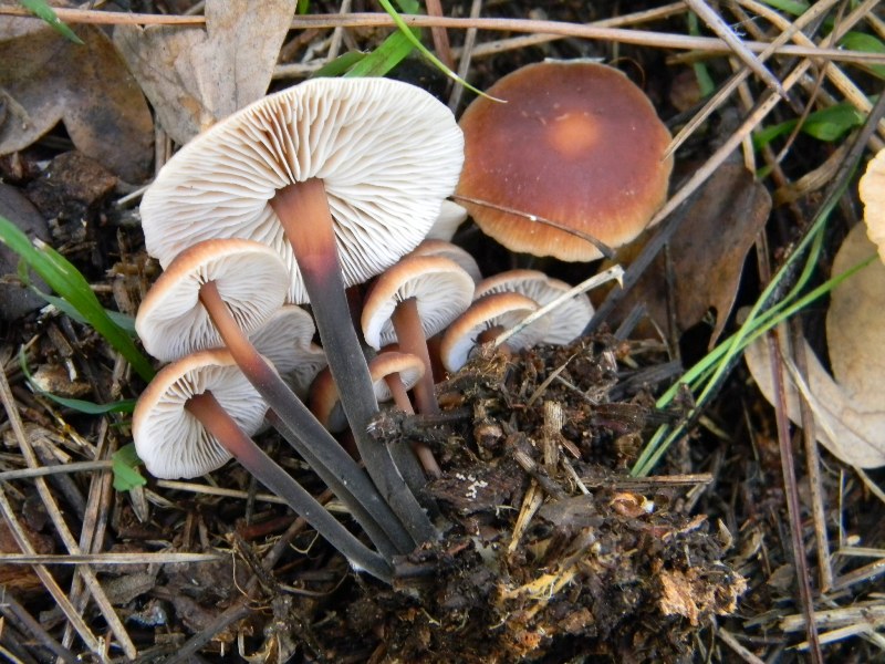 3) Fotografati il 16 12.2011.sotto Leccio e Pino marino