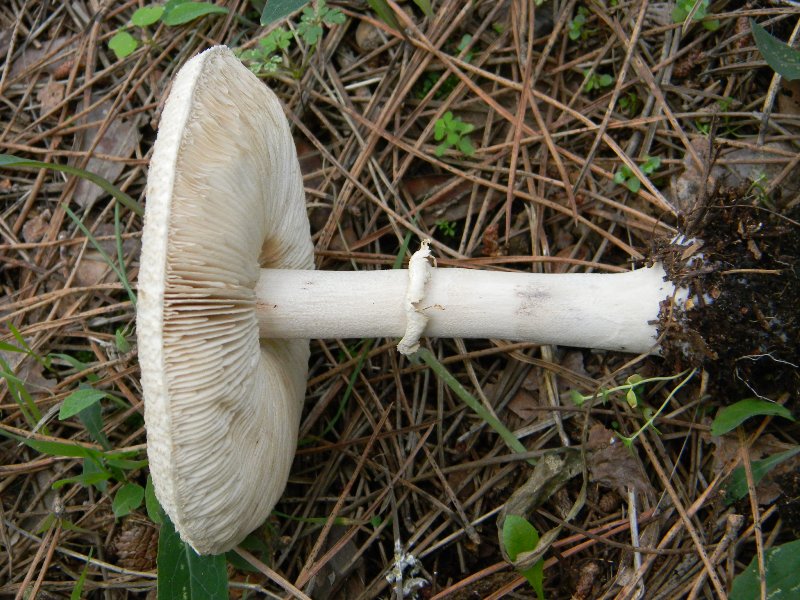 3) Fotografati il 16 12.2011.sotto Leccio e Pino marino