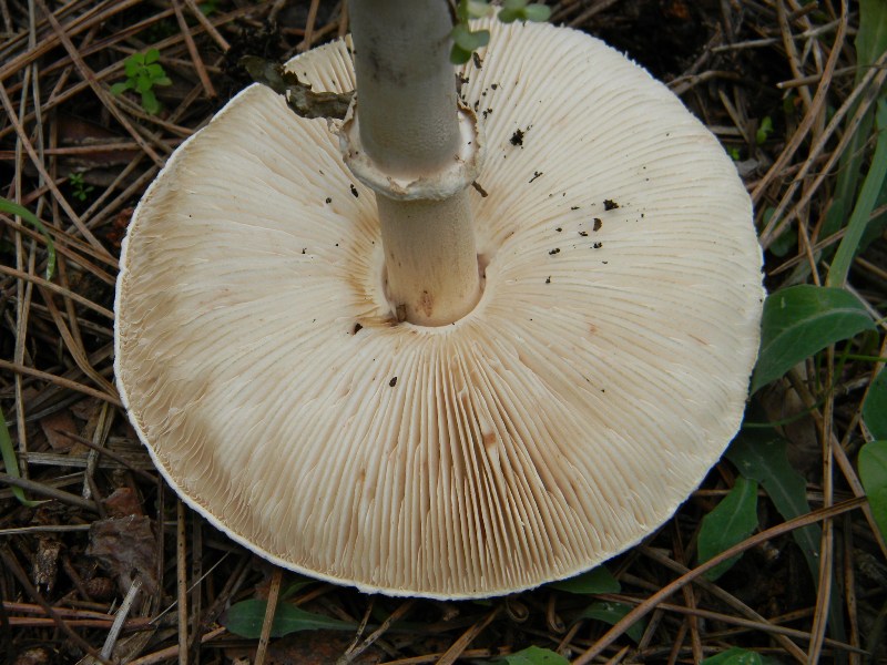 3) Fotografati il 16 12.2011.sotto Leccio e Pino marino