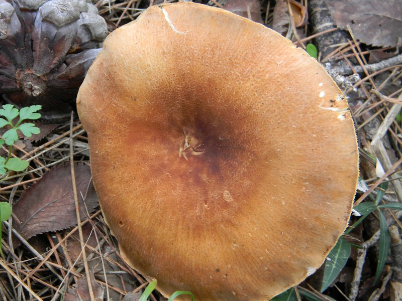 3) Fotografati il 16 12.2011.sotto Leccio e Pino marino