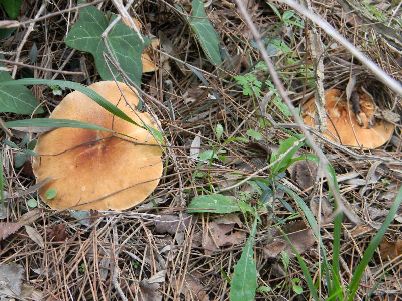 3) Fotografati il 16 12.2011.sotto Leccio e Pino marino