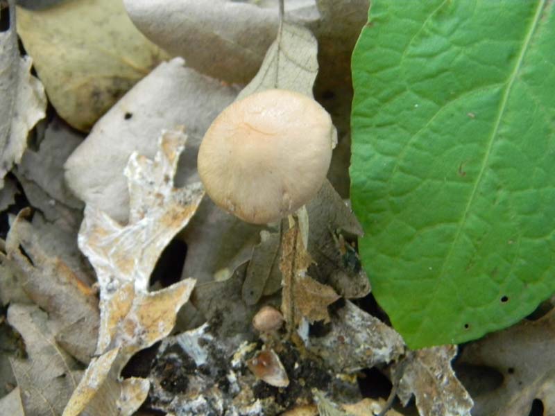 2�gruppo fotog.il 10.06.2011.sotto Quercia