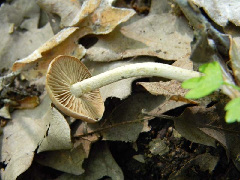 2�gruppo fotog.il 10.06.2011.sotto Quercia