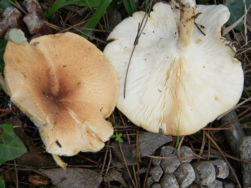 3) Fotografati il 16 12.2011.sotto Leccio e Pino marino