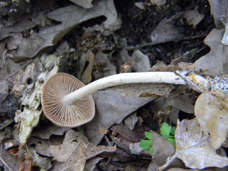 2�gruppo fotog.il 10.06.2011.sotto Quercia