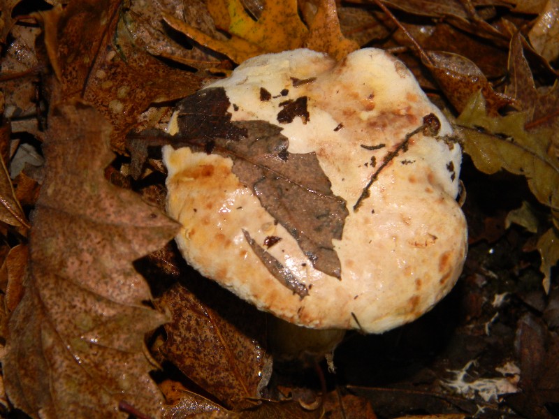 1)Ritrovamenti del 17.12.2011. bosco misto di latifoglia