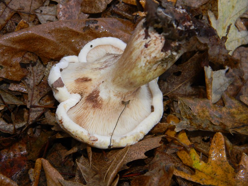 1)Ritrovamenti del 17.12.2011. bosco misto di latifoglia