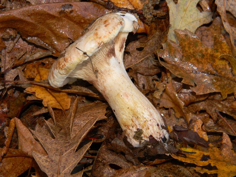 1)Ritrovamenti del 17.12.2011. bosco misto di latifoglia