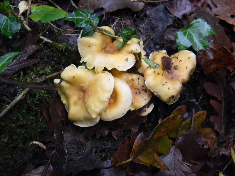 Alcuni ritrovamenti del 3.12.2010.