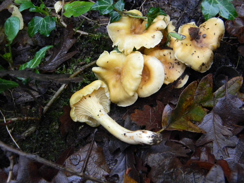 Alcuni ritrovamenti del 3.12.2010.