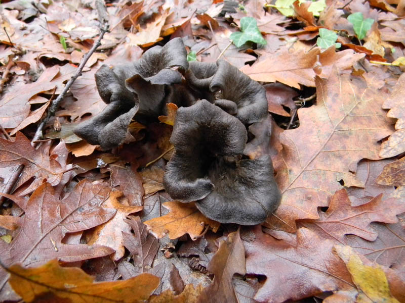 Alcuni ritrovamenti del 3.12.2010.