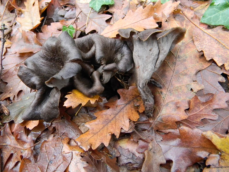 Alcuni ritrovamenti del 3.12.2010.