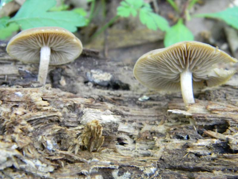 2�gruppo fotog.il 10.06.2011.sotto Quercia