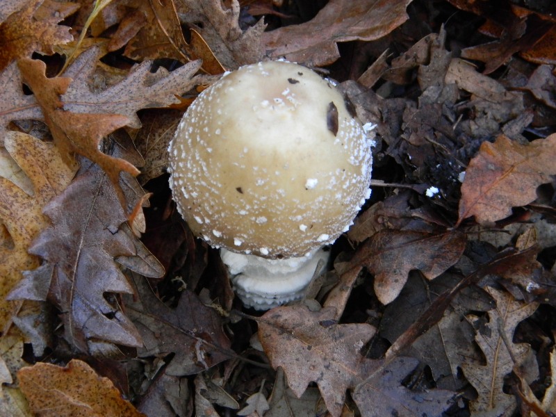 1)Ritrovamenti del 17.12.2011. bosco misto di latifoglia