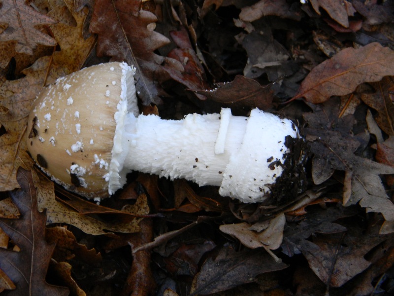 1)Ritrovamenti del 17.12.2011. bosco misto di latifoglia