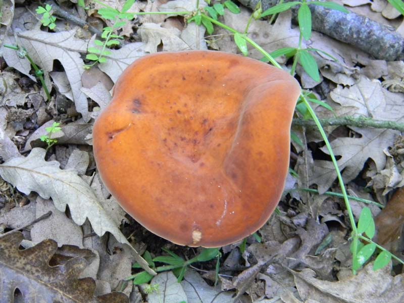 2�gruppo fotog.il 10.06.2011.sotto Quercia