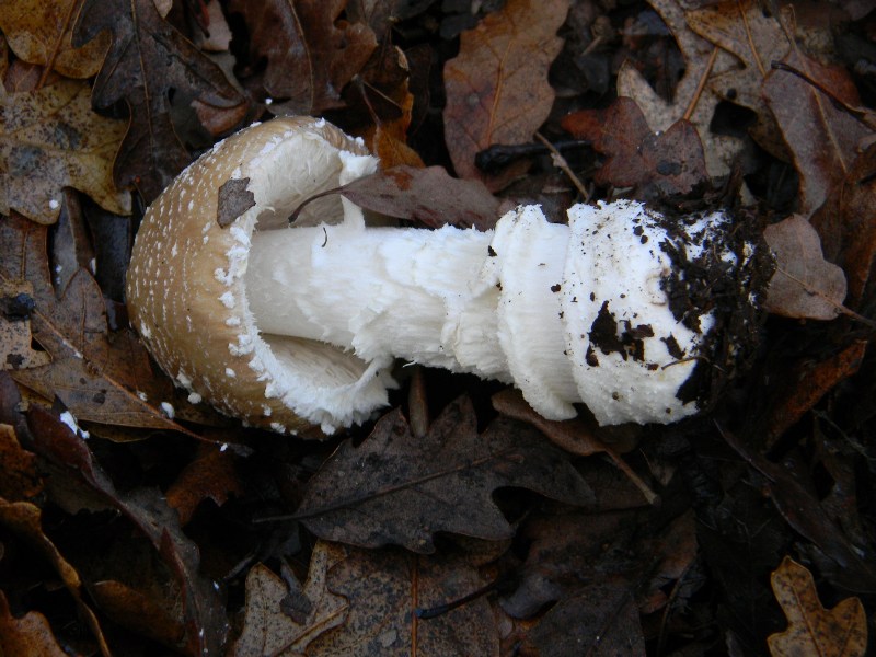 1)Ritrovamenti del 17.12.2011. bosco misto di latifoglia