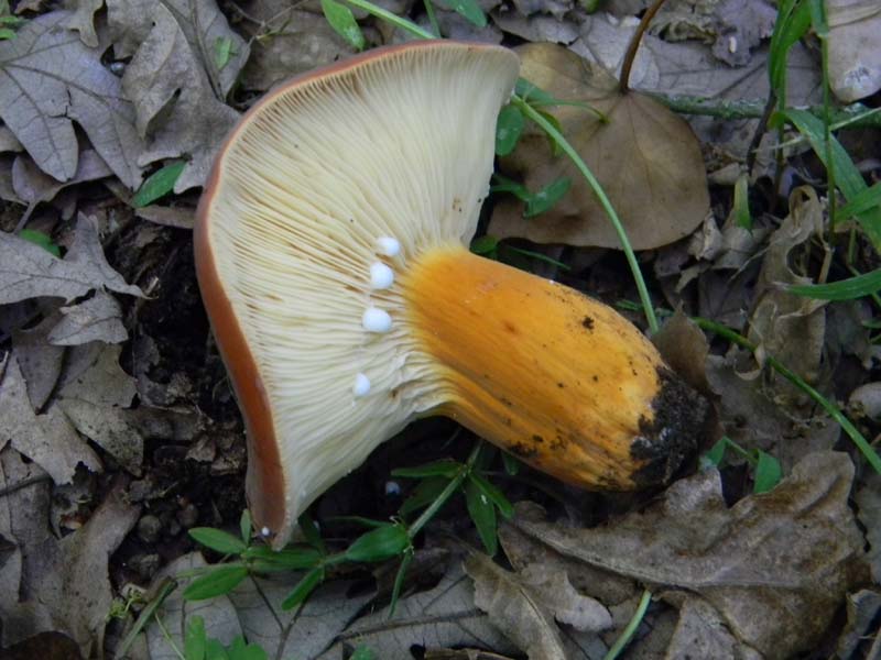 2�gruppo fotog.il 10.06.2011.sotto Quercia