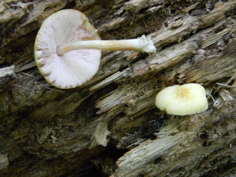 2�gruppo fotog.il 10.06.2011.sotto Quercia