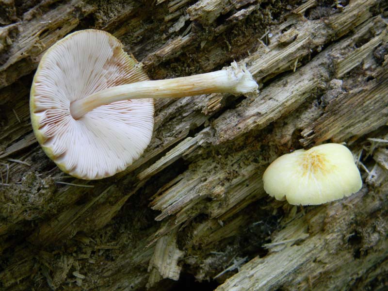 2�gruppo fotog.il 10.06.2011.sotto Quercia