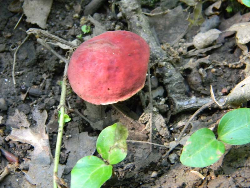 2�gruppo fotog.il 10.06.2011.sotto Quercia