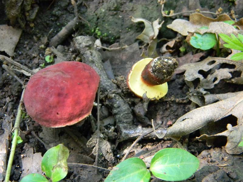 2�gruppo fotog.il 10.06.2011.sotto Quercia
