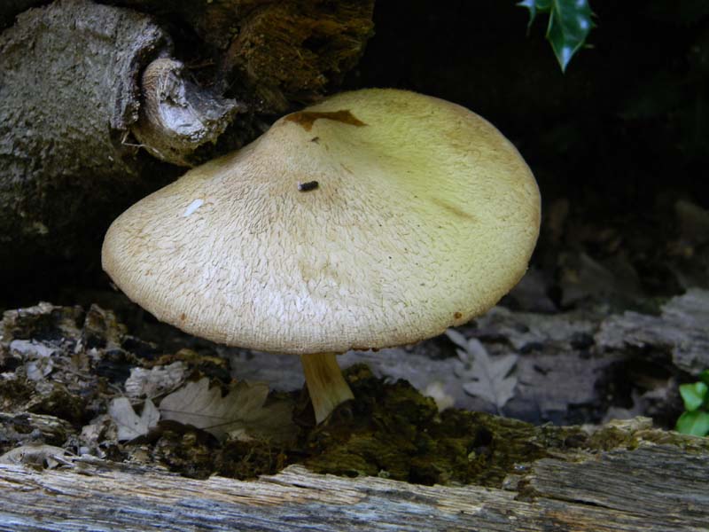 2�gruppo fotog.il 10.06.2011.sotto Quercia