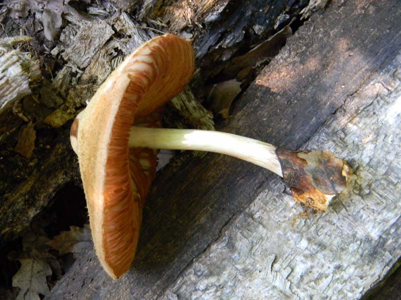 2�gruppo fotog.il 10.06.2011.sotto Quercia