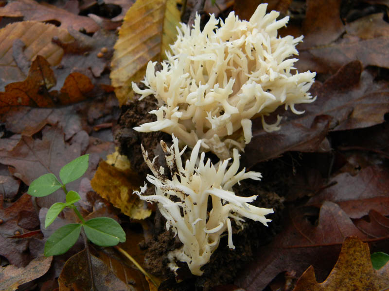 Alcuni ritrovamenti del 3.12.2010.