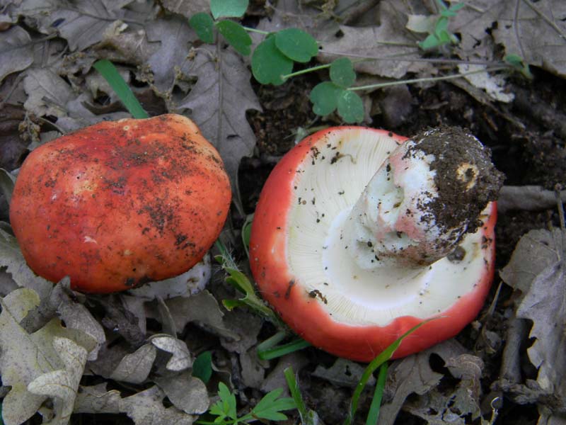 3�gruppo fotog.il 10.06.2011.sotto Quercia