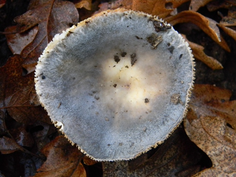 1)Ritrovamenti del 17.12.2011. bosco misto di latifoglia