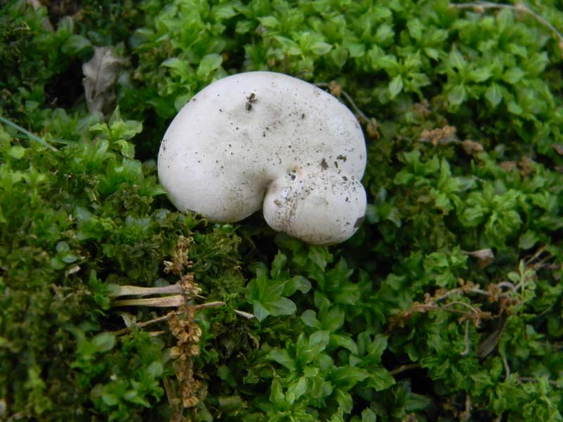 3�gruppo fotog.il 10.06.2011.sotto Quercia