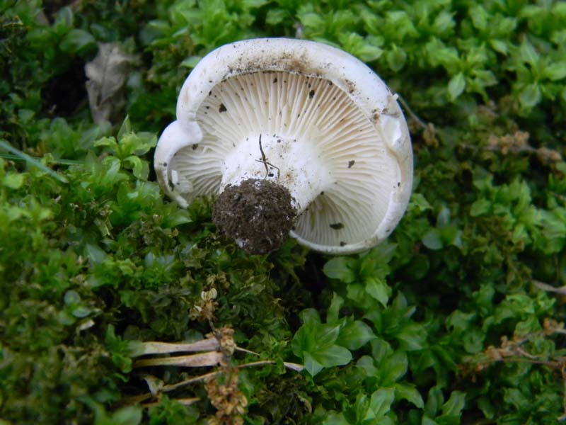 3�gruppo fotog.il 10.06.2011.sotto Quercia