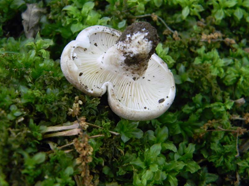 3�gruppo fotog.il 10.06.2011.sotto Quercia
