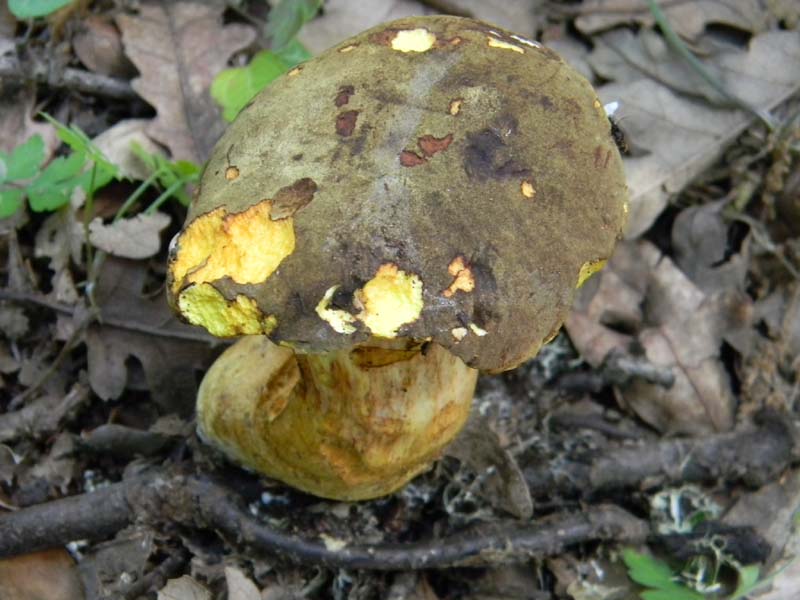 3�gruppo fotog.il 10.06.2011.sotto Quercia