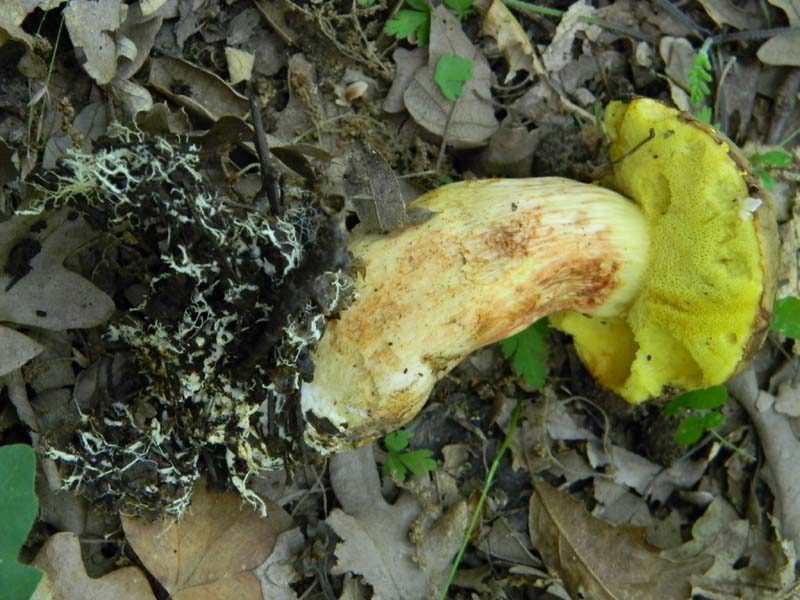 3�gruppo fotog.il 10.06.2011.sotto Quercia