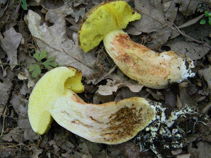 3�gruppo fotog.il 10.06.2011.sotto Quercia