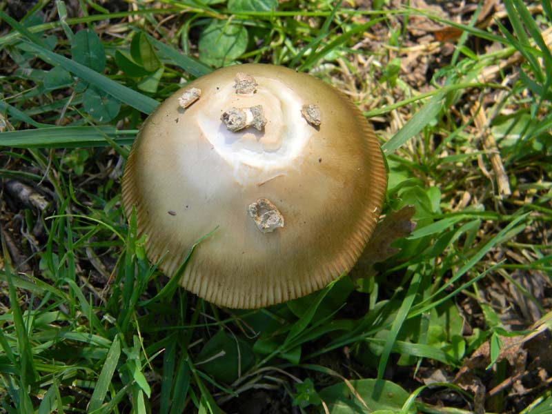 3�gruppo fotog.il 10.06.2011.sotto Quercia