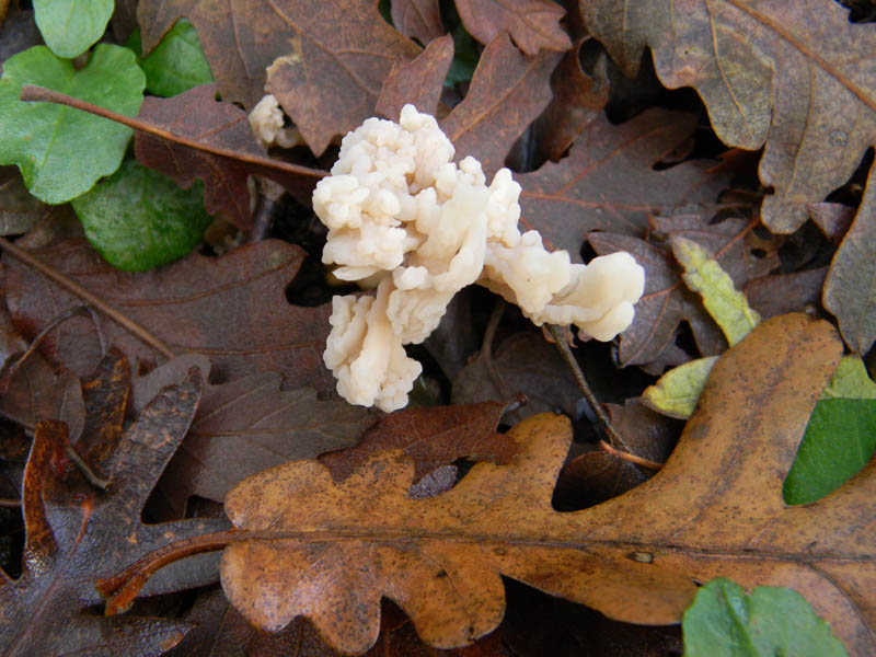 Alcuni ritrovamenti del 3.12.2010.