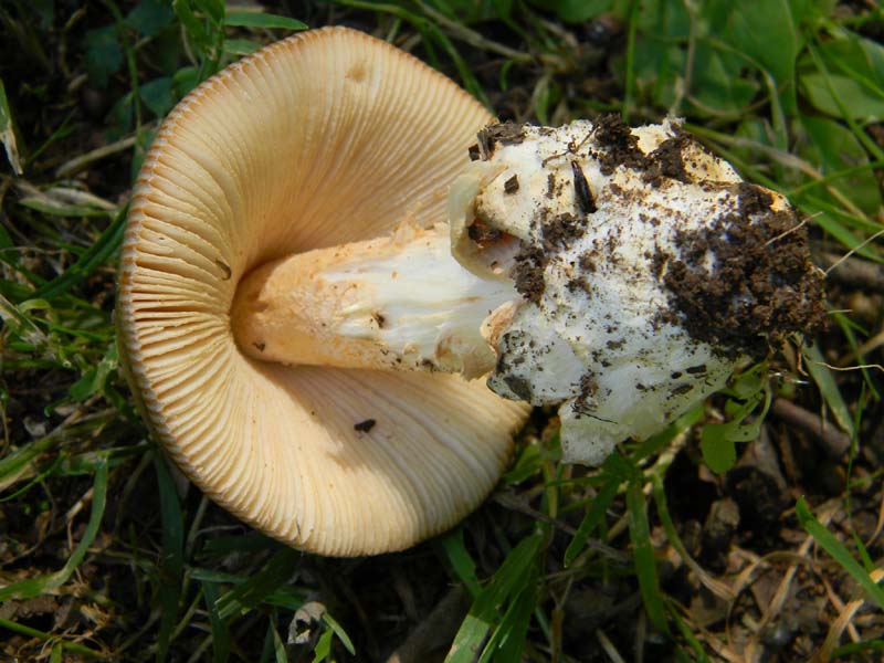 3�gruppo fotog.il 10.06.2011.sotto Quercia