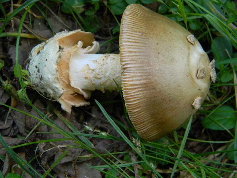 3�gruppo fotog.il 10.06.2011.sotto Quercia