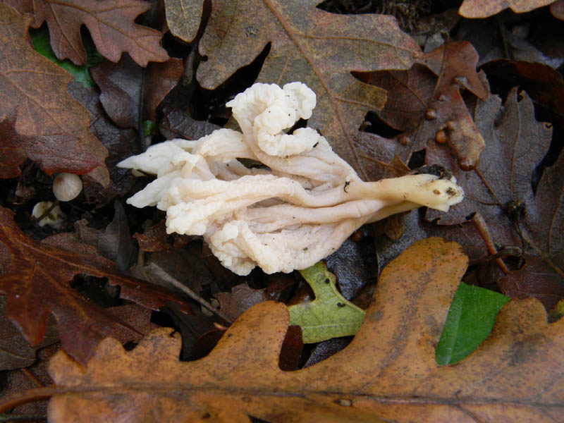 Alcuni ritrovamenti del 3.12.2010.