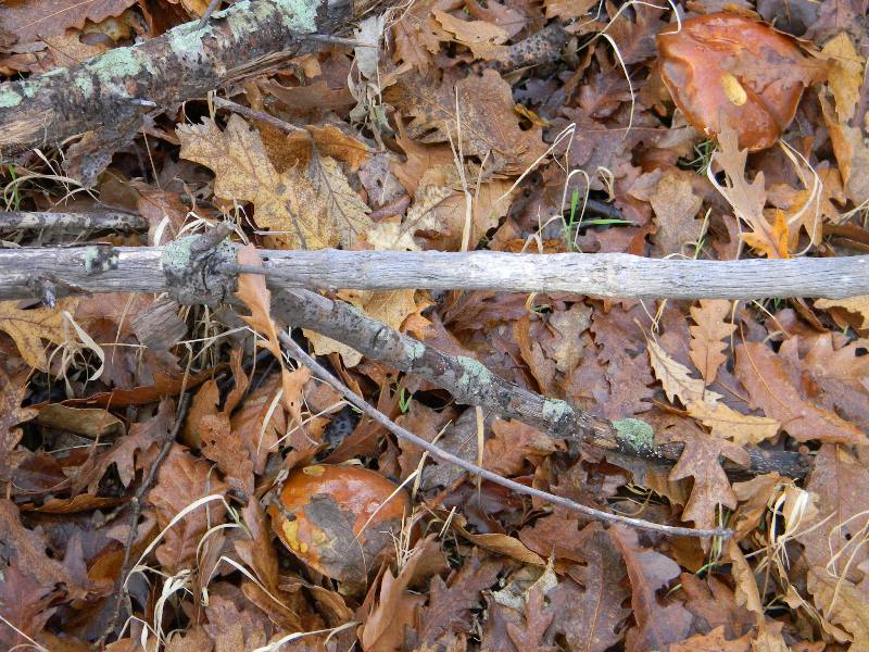 1)Ritrovamenti del 17.12.2011. bosco misto di latifoglia